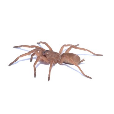 Philippine Neon Orange Tarantula